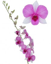 Orchid - by one